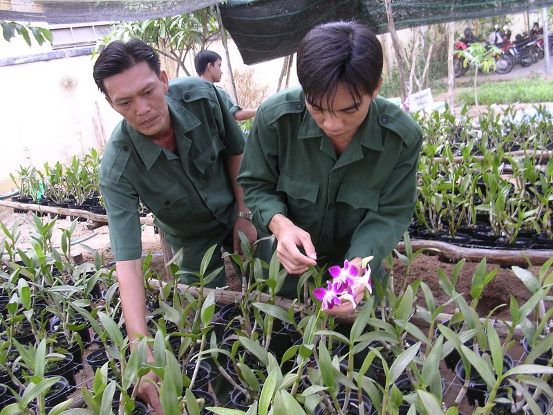 Dân quân Phường 10 trồng lan.